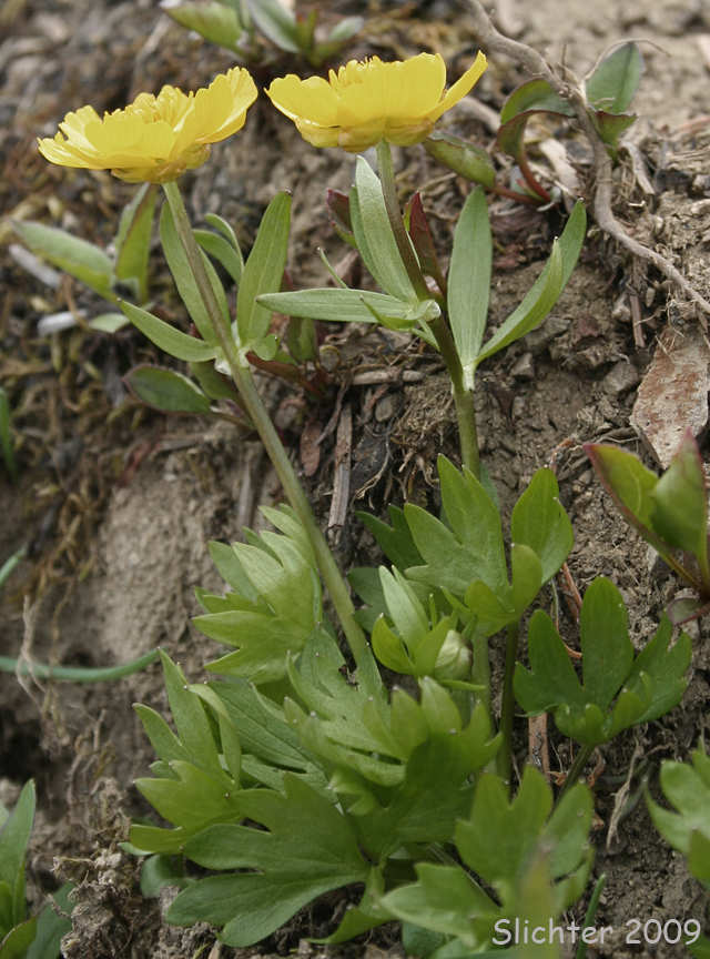 Snow Buttercup, Suksdorf's Buttercup, Timberline Buttercup: Ranunculus eschscholtzii var. suksdorfii (Synonym: Ranunculus suksdorfii)
